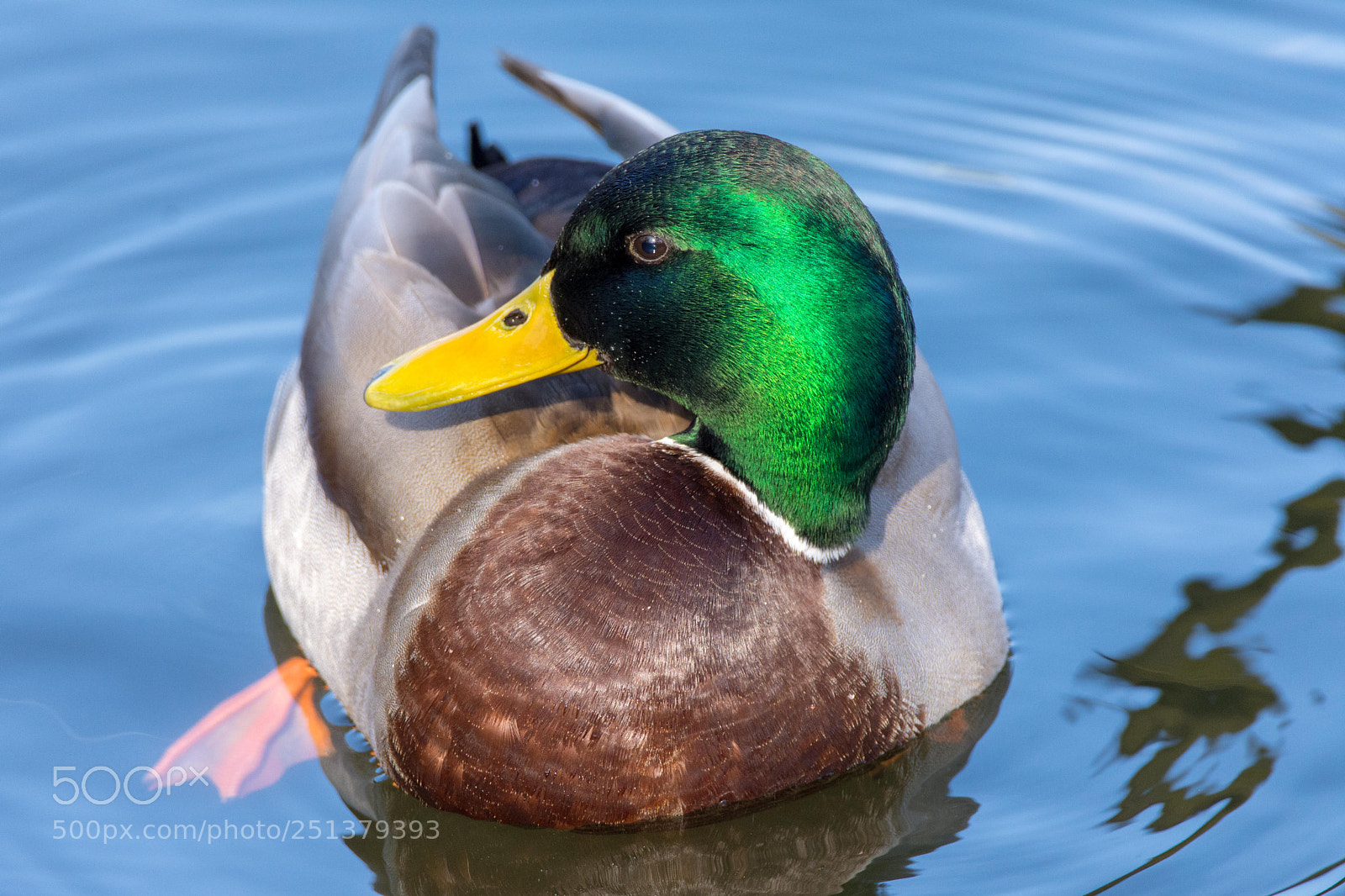 Nikon D7200 sample photo. Der lachende erpel photography