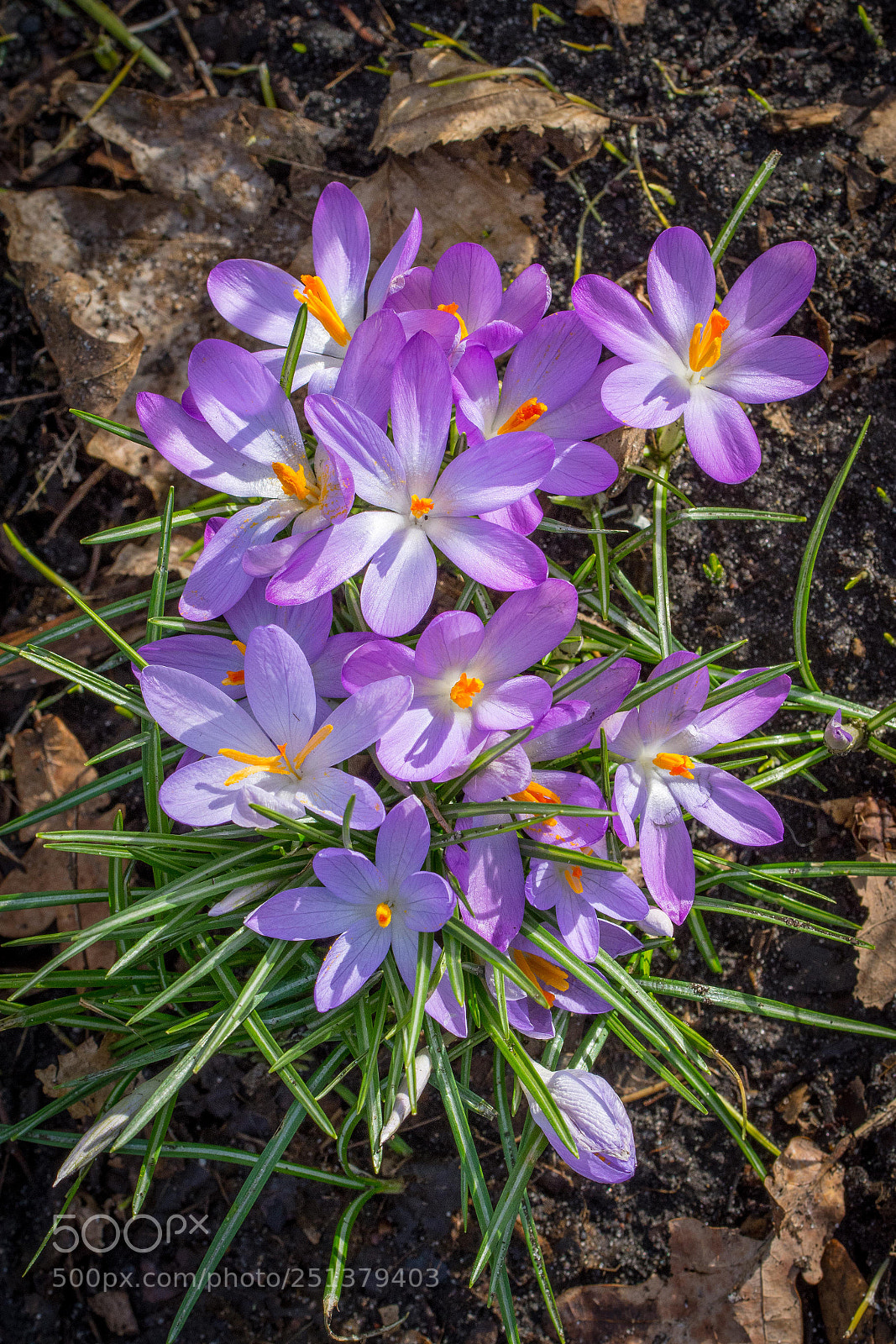 Nikon D7200 sample photo. Krokusperspektive photography