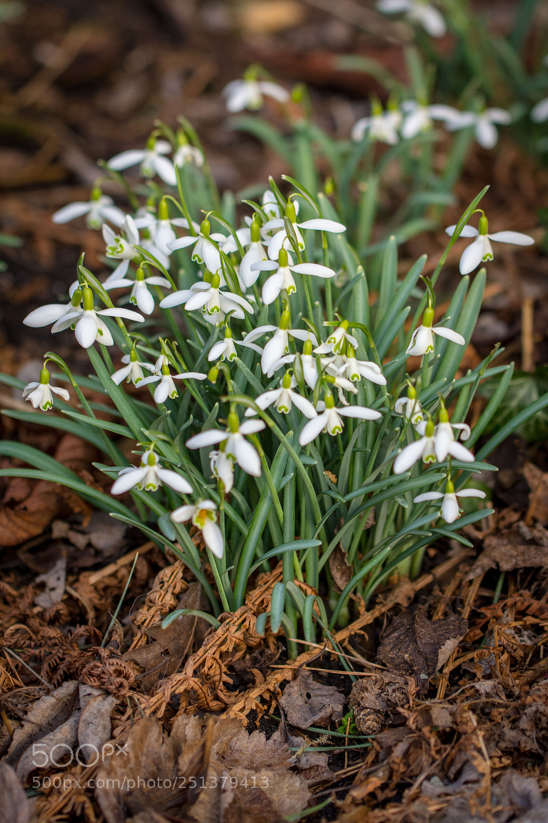 Nikon D7200 sample photo. Schneeglöckchen photography