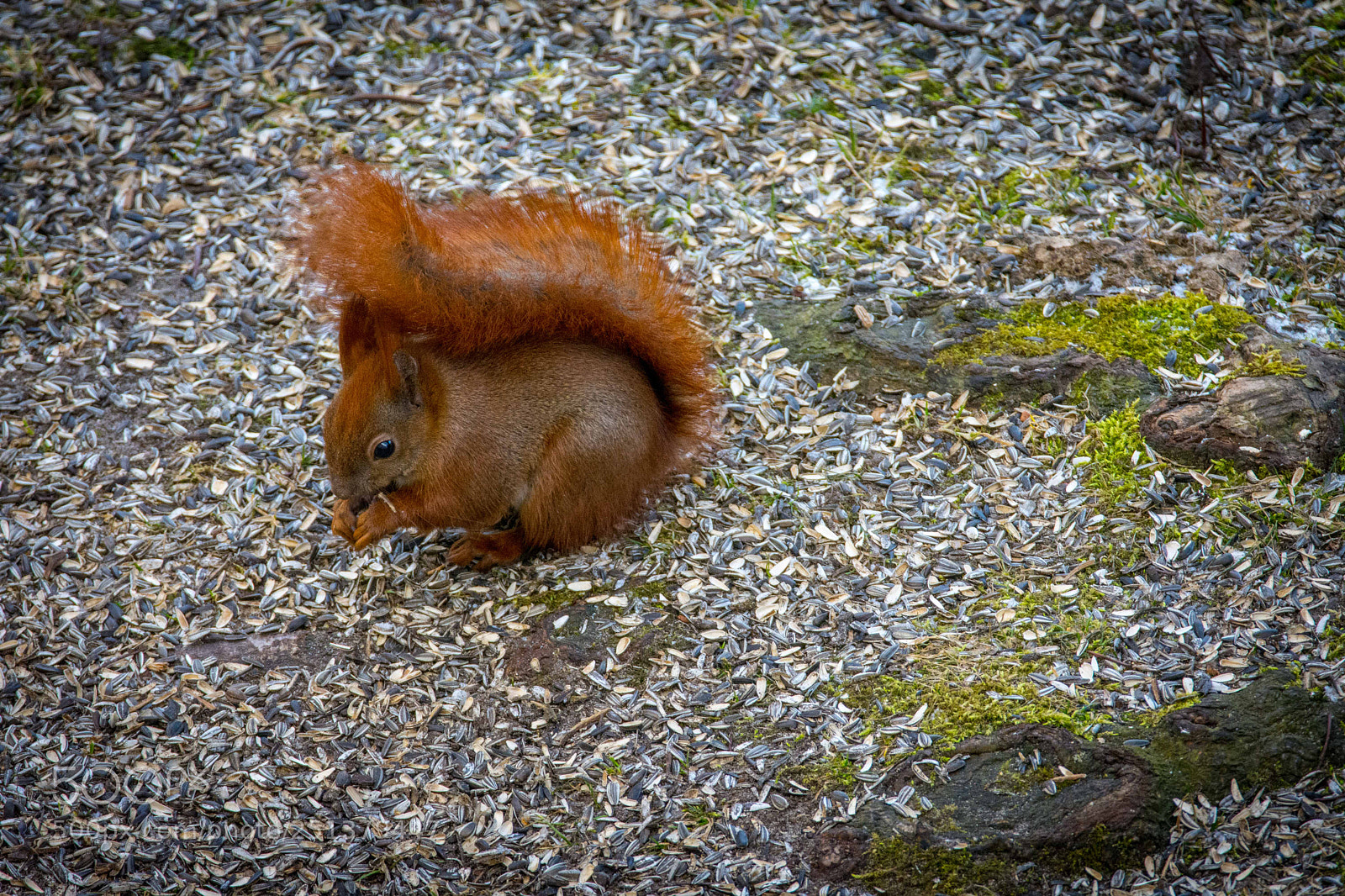 Nikon D7200 sample photo. Guten tag photography
