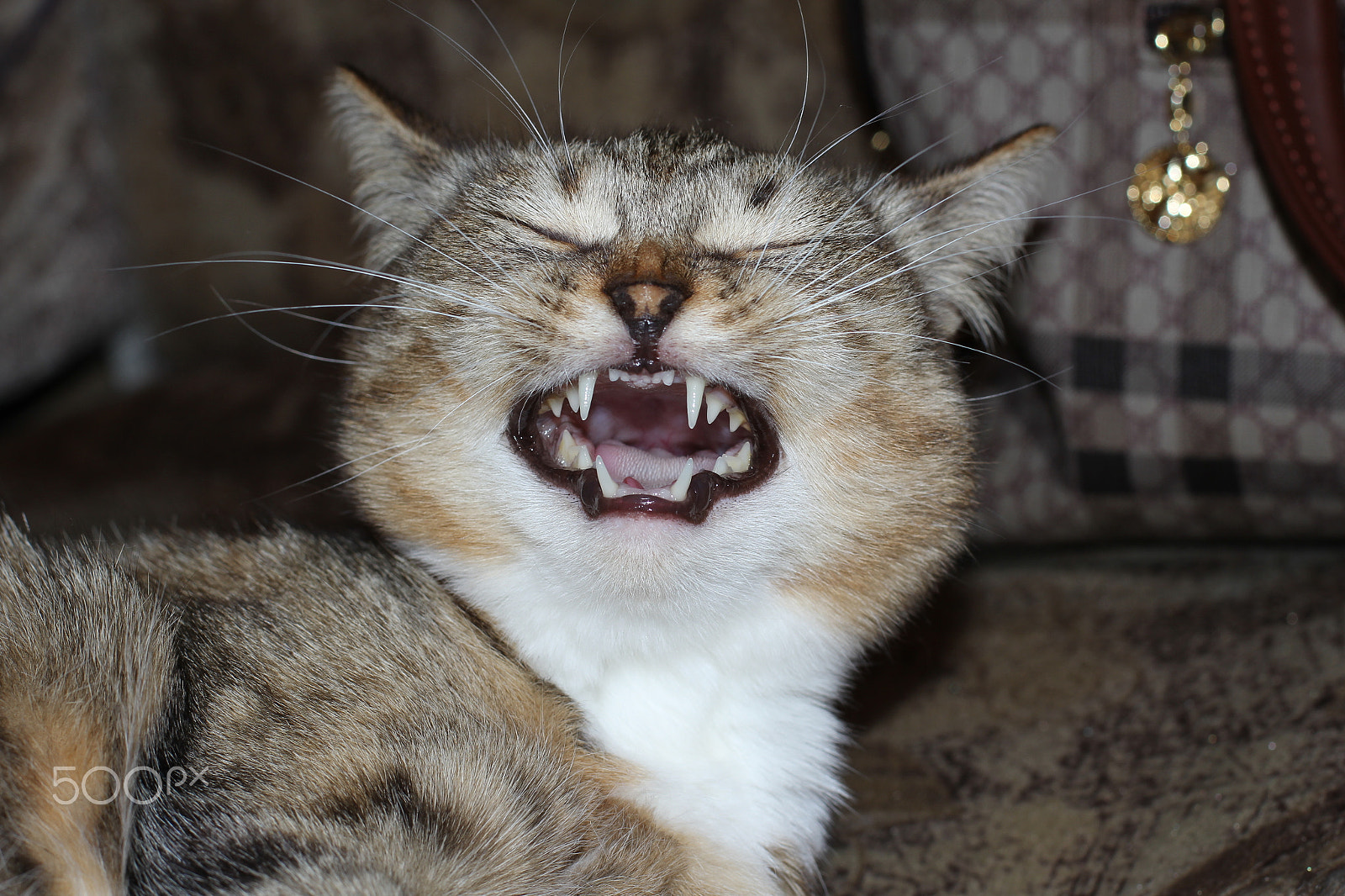 Canon EOS 60D + Canon EF 50mm F1.4 USM sample photo. Cat meows yawns woke up cats pets pets our smaller kittens meows milk photography