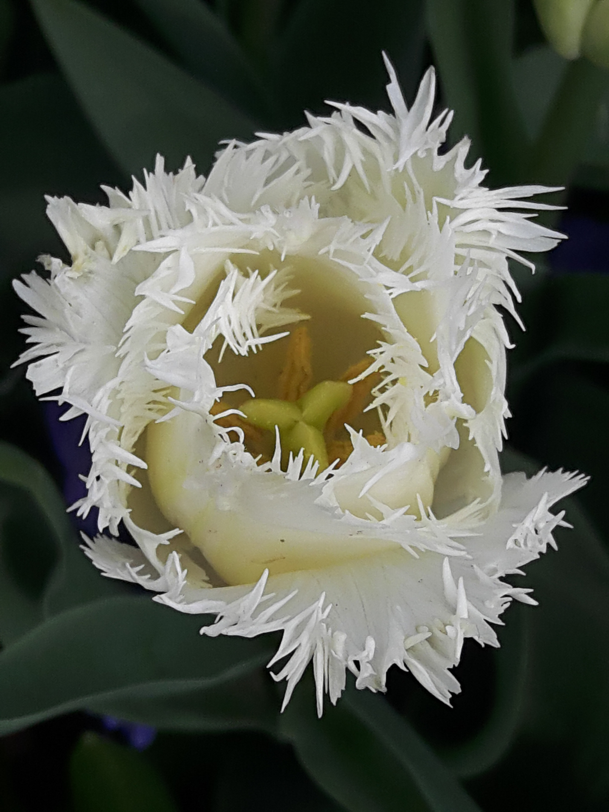 Samsung Galaxy A8 sample photo. White tulip.. photography