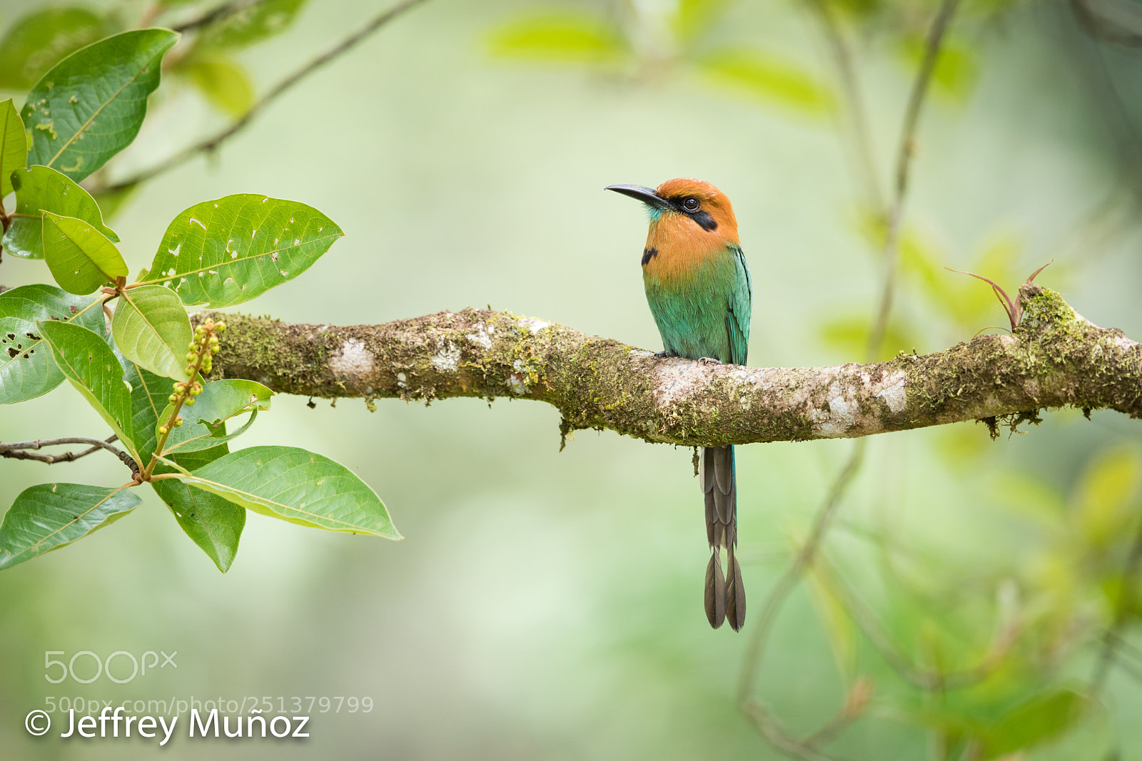 Canon EOS 5D Mark IV sample photo. Broad-billed motmot photography
