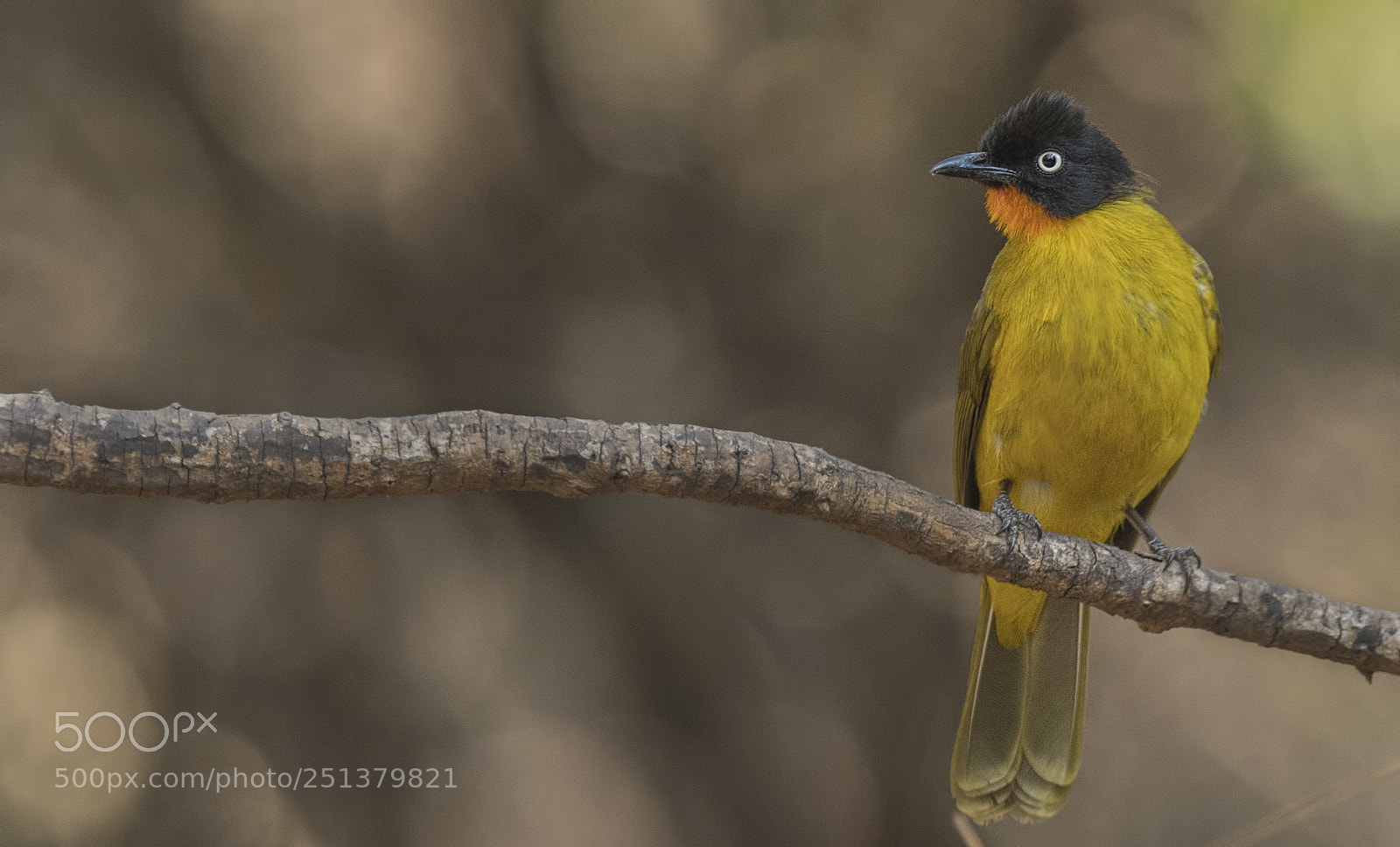 Nikon D500 sample photo. Flame throated bulbul photography
