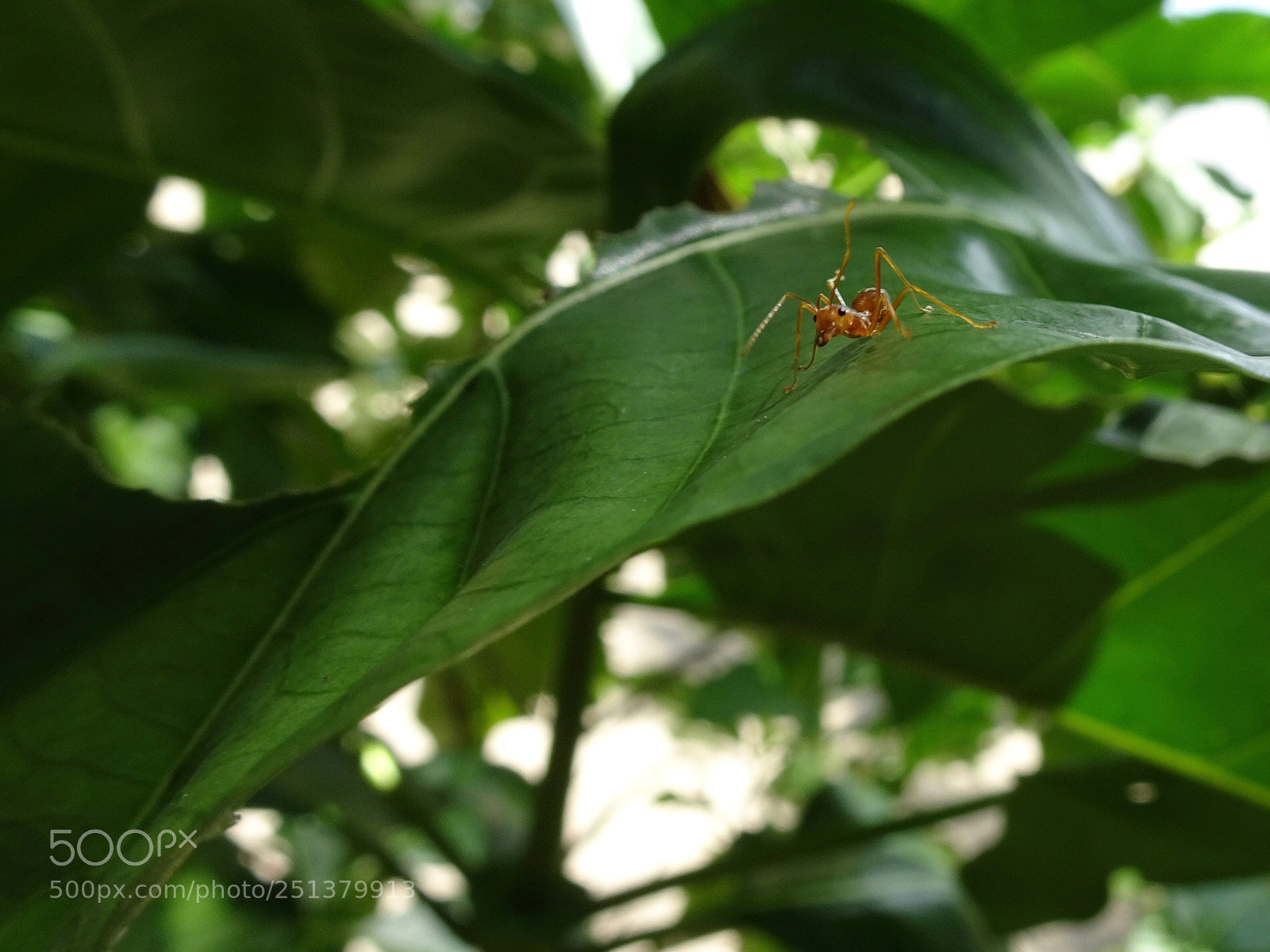 Sony DSC-HX90 sample photo. Lonely ant.  photography