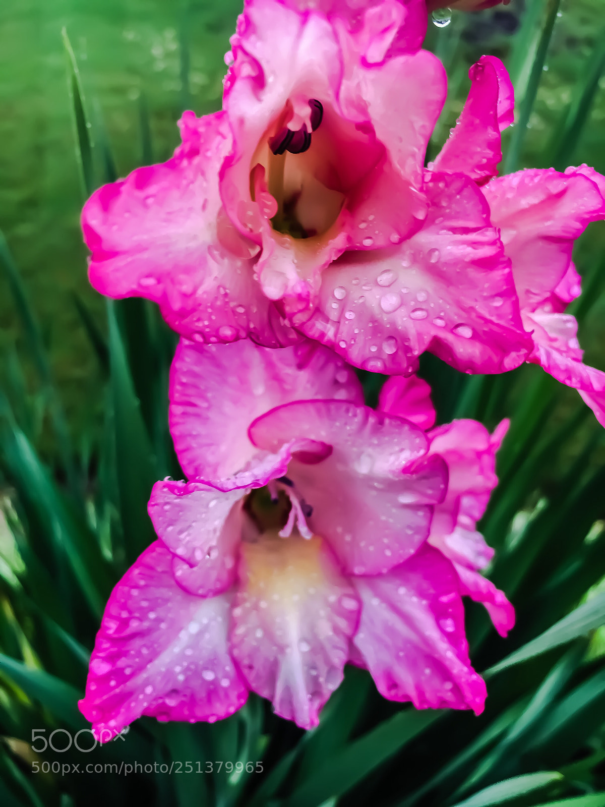 Apple iPhone 6s sample photo. Gladiolas in bloom photography