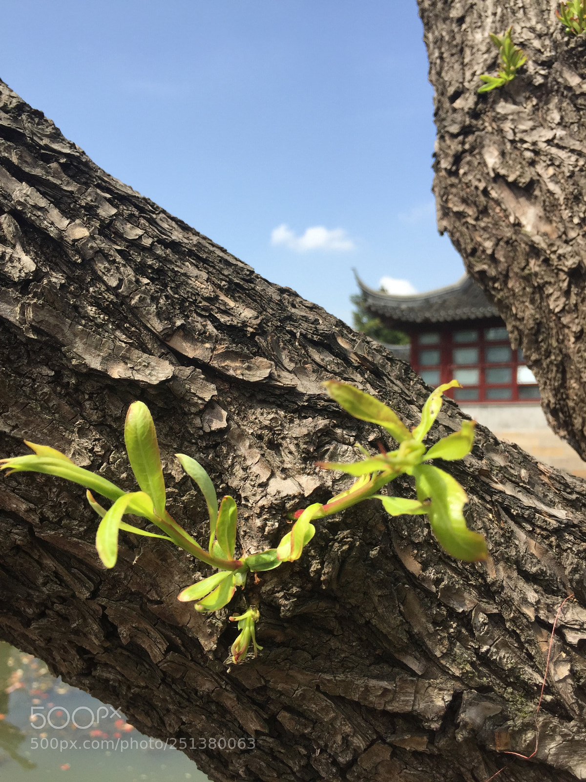 Apple iPhone 6 sample photo. Growing photography