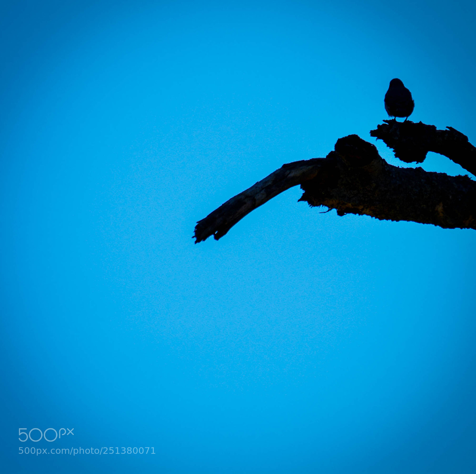 Nikon D5200 sample photo. Lonely bird. photography