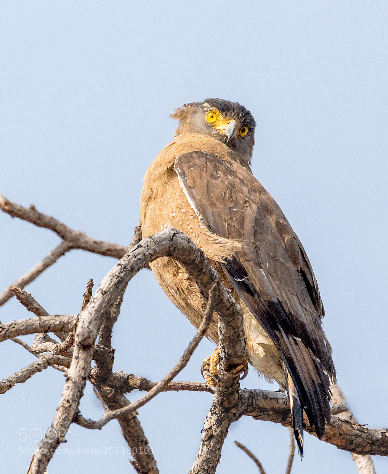 Canon EOS 5D Mark IV sample photo. Crested serpent eagle photography