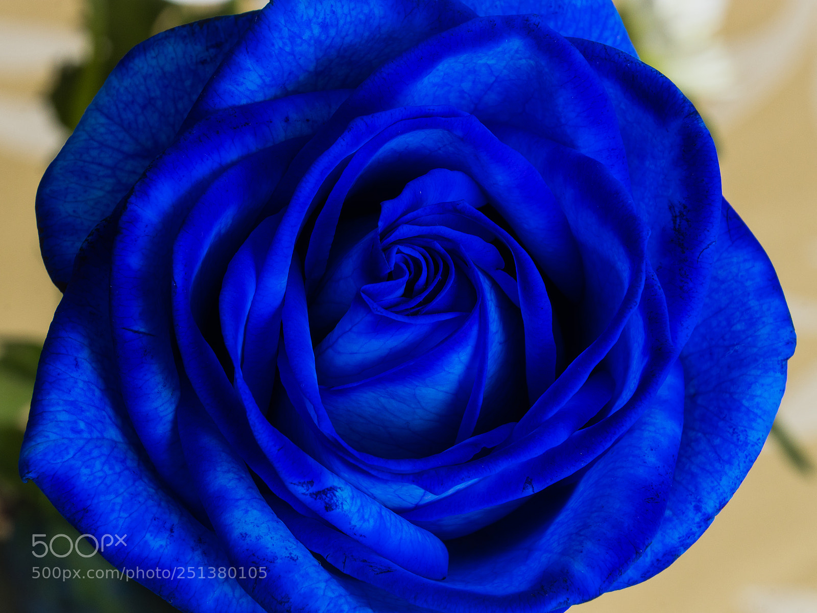Canon EOS 80D sample photo. Rose photography