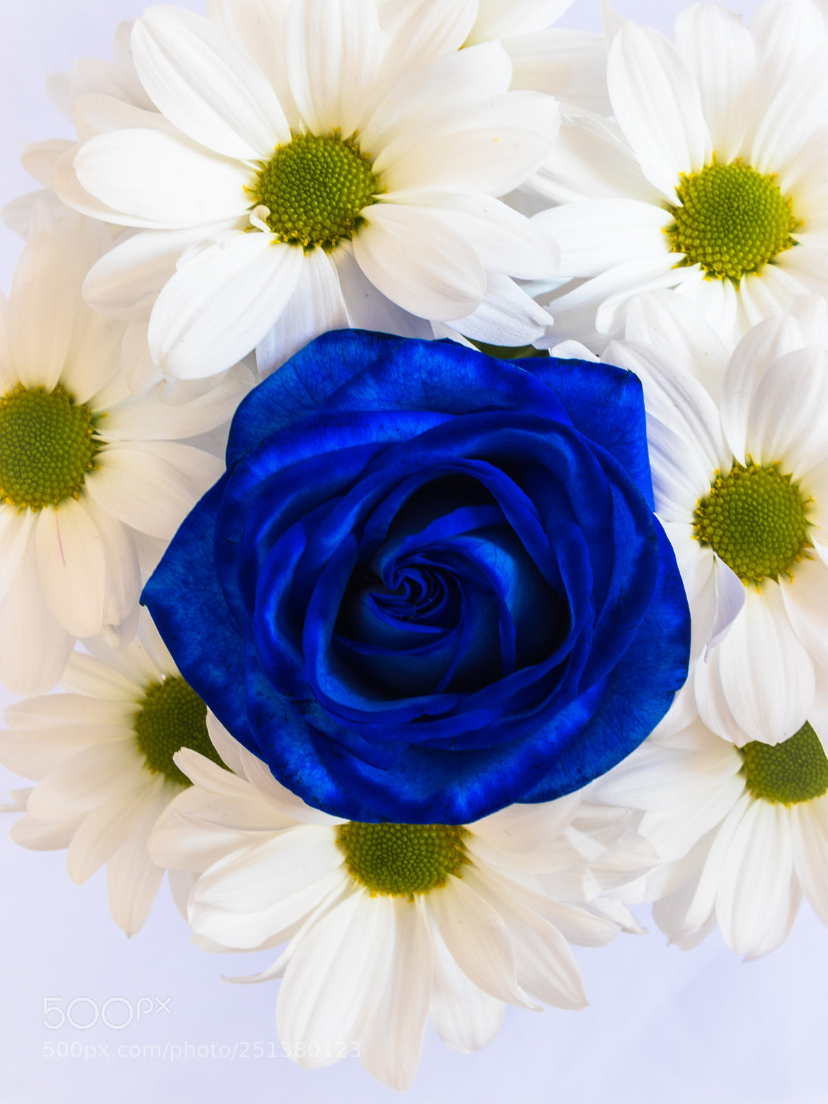 Canon EOS 80D sample photo. Rose photography