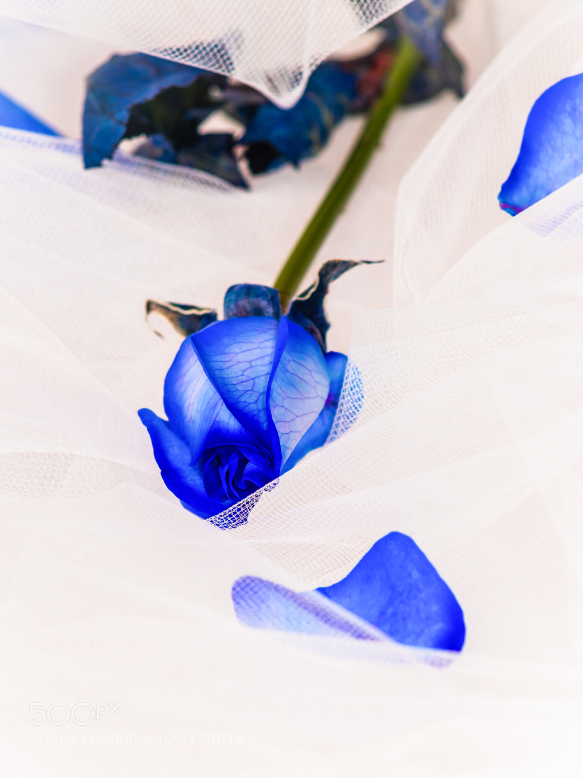 Canon EOS 80D sample photo. Rose photography