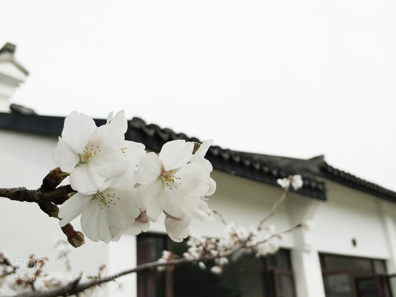 Xiaomi Mi Note 3 sample photo. Cherry blossoms photography