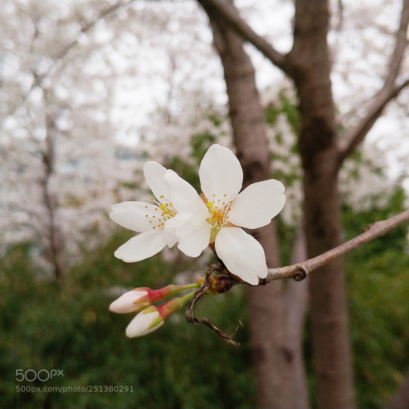 Xiaomi Mi Note 3 sample photo. Cherry blossoms photography