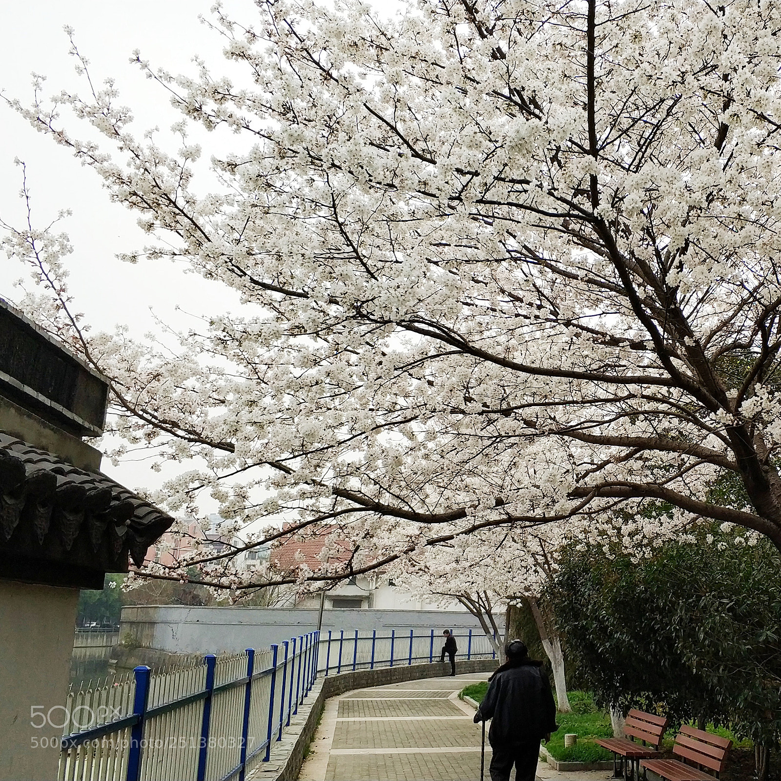 Xiaomi Mi Note 3 sample photo. Cherry blossoms photography