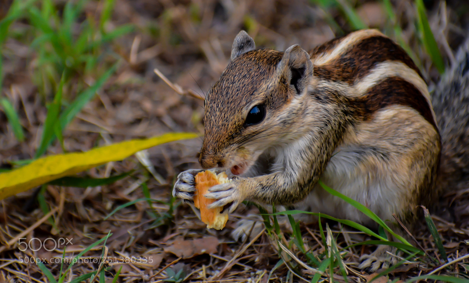 Nikon D5200 sample photo. Untitled photography