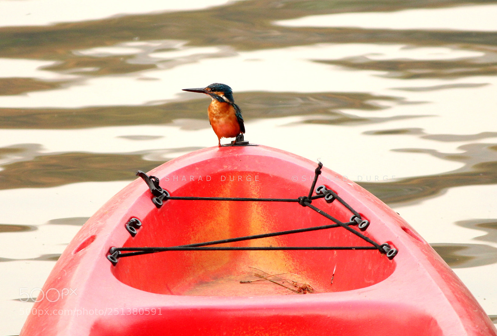 Canon EF-S 55-250mm F4-5.6 IS II sample photo. Common kingfisher with boat photography