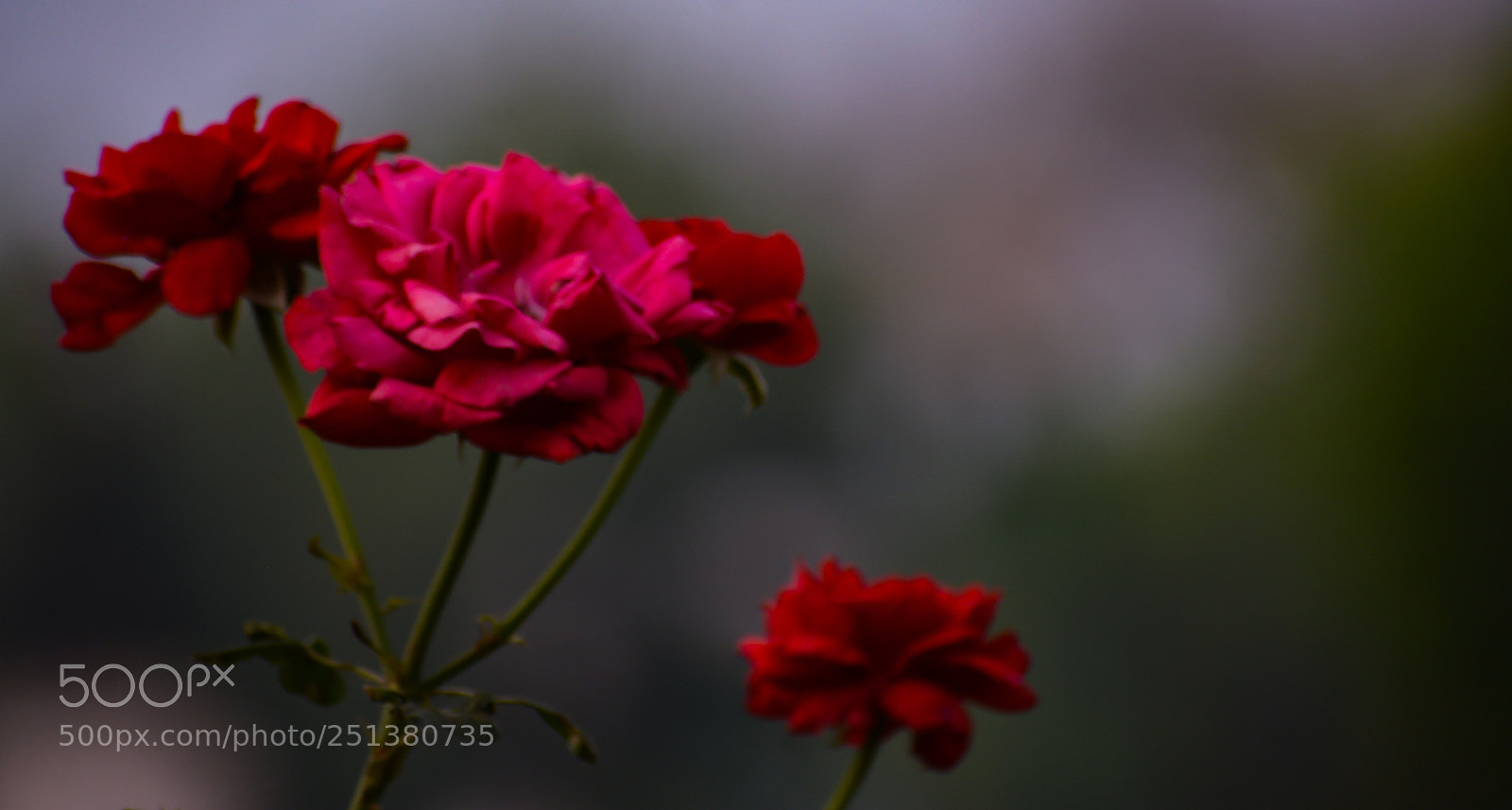 Nikon D5200 sample photo. Untitled photography