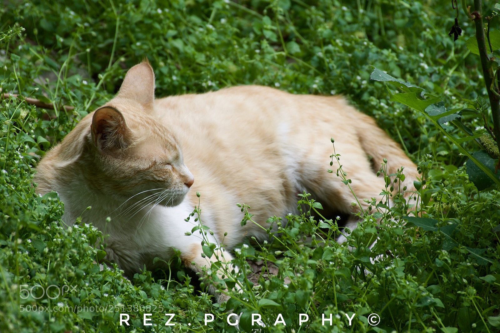 Nikon D5300 sample photo. Animals  photography