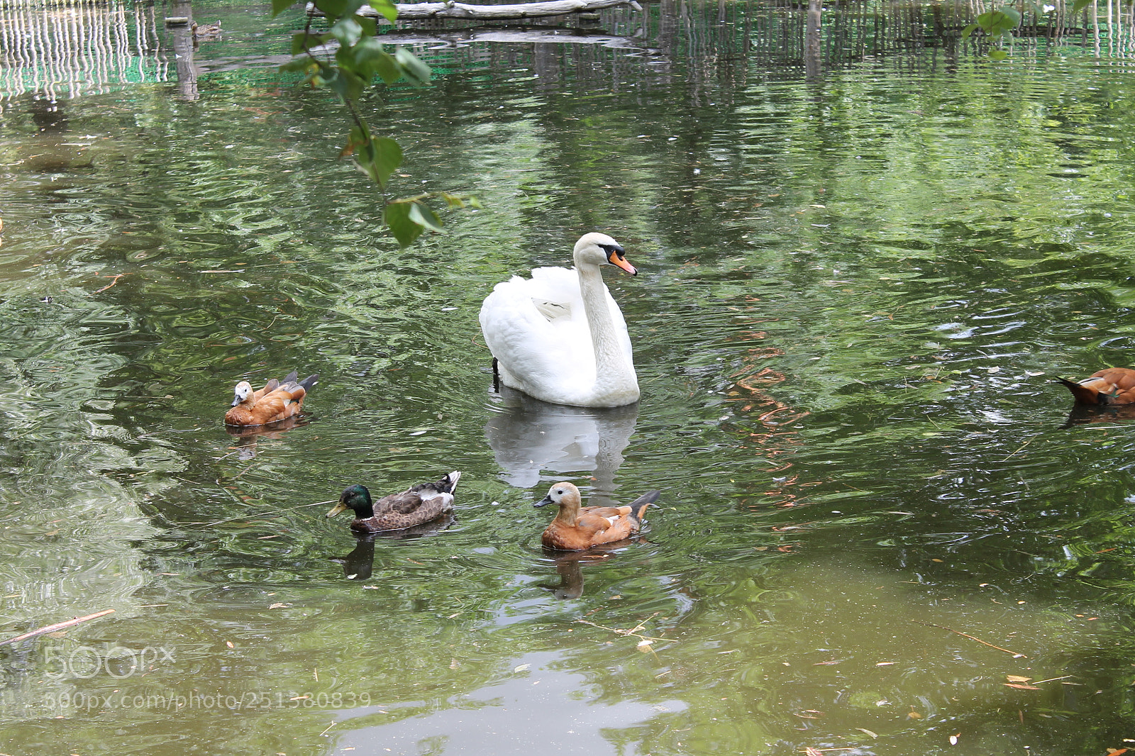 Canon EOS 1100D (EOS Rebel T3 / EOS Kiss X50) sample photo. Swan, the queen of photography