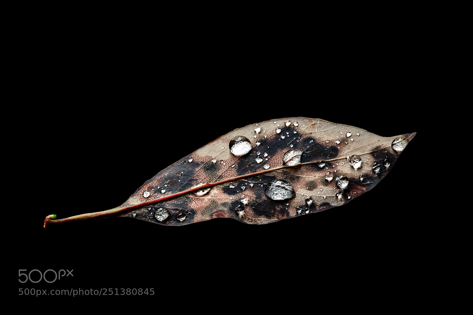 Nikon D7100 sample photo. Fallen i. photography