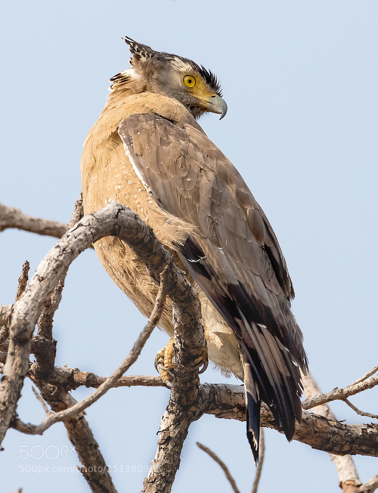 Canon EOS 5D Mark IV sample photo. Crested serpent eagle sideview photography