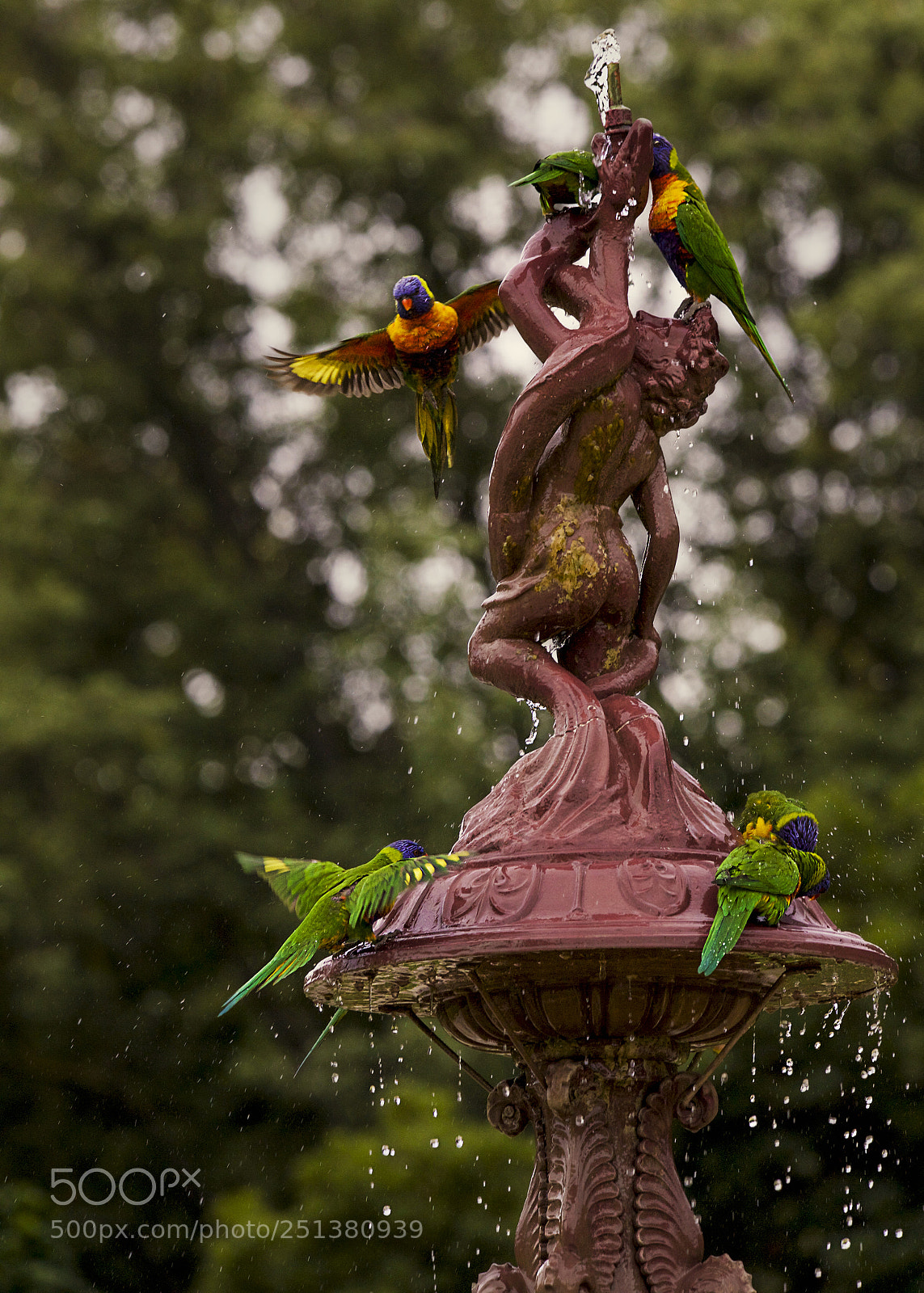Canon EOS 5D Mark II sample photo. Lorikeets photography