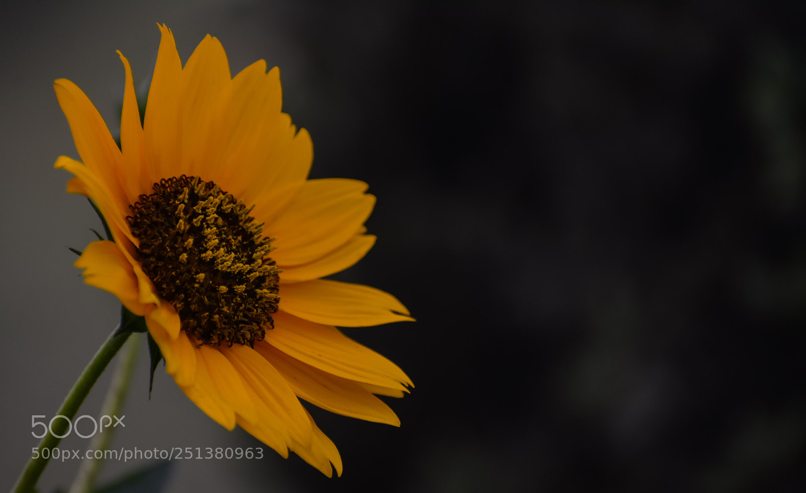 Nikon D5200 sample photo. Untitled photography