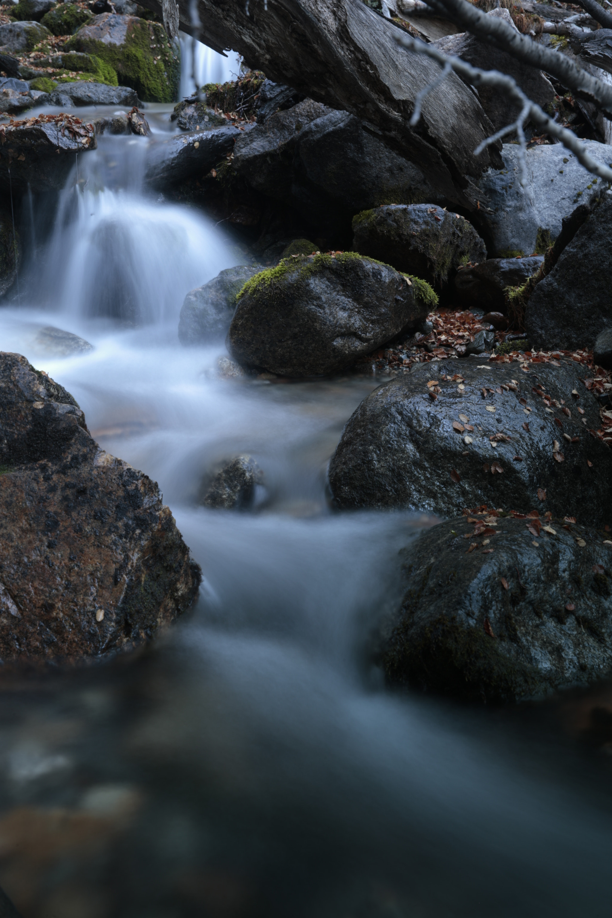 Canon EOS-1D X sample photo. P photography