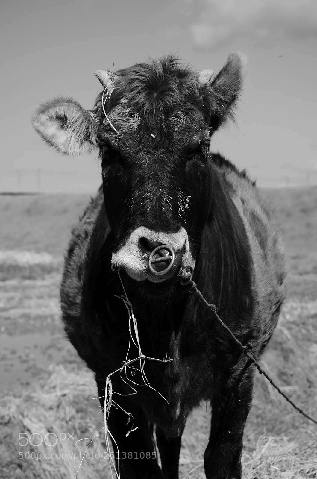 Nikon D7000 sample photo. Cow 2 photography