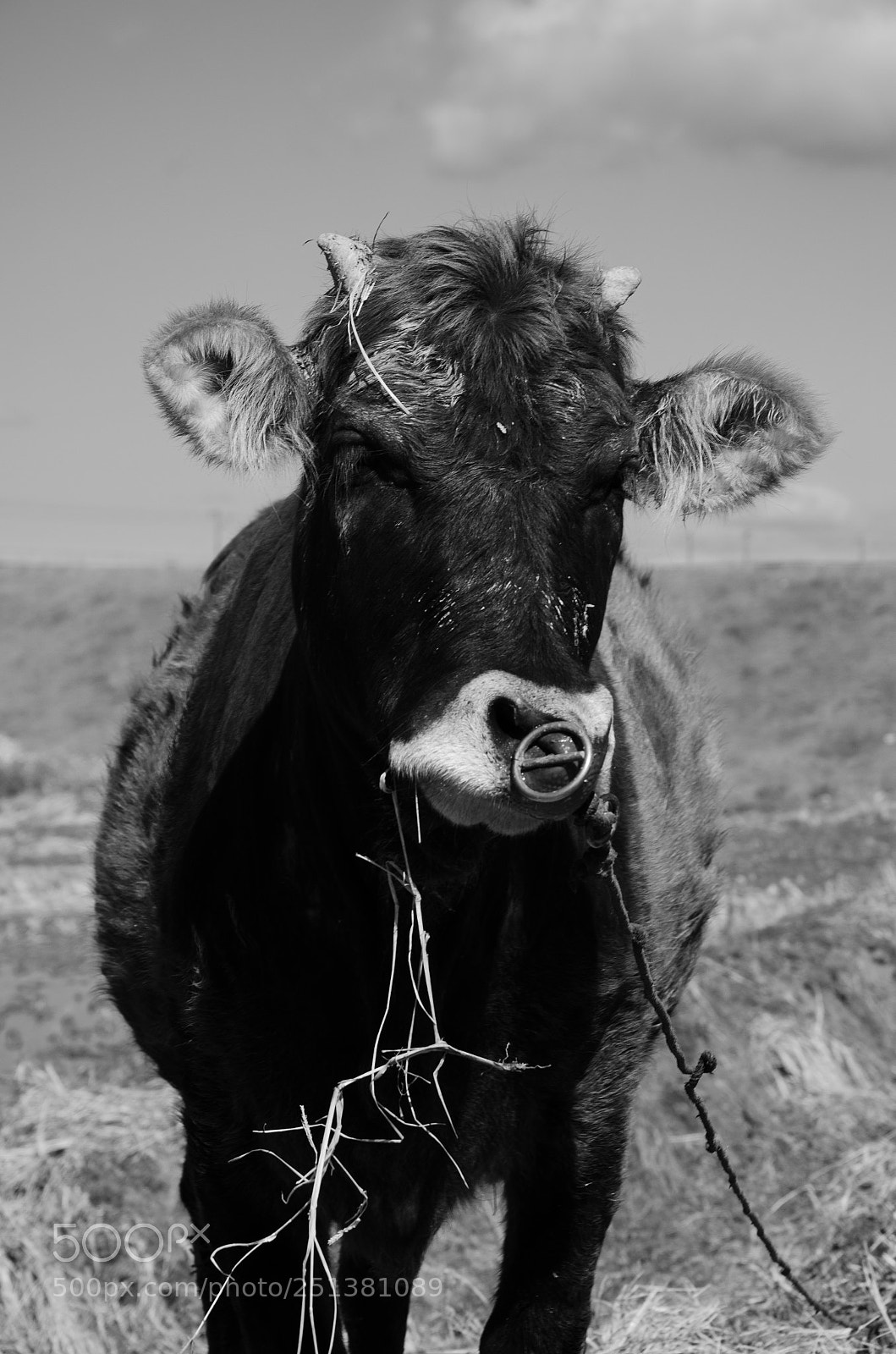 Nikon D7000 sample photo. Cow 1 photography