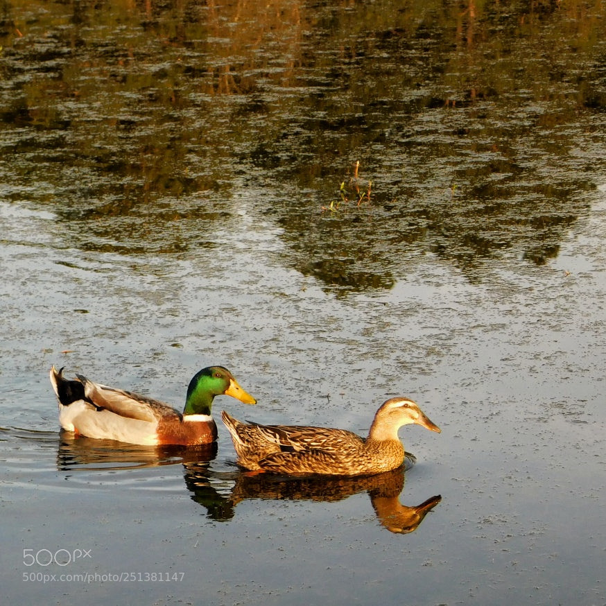 Nikon Coolpix B500 sample photo. Mallards in a pond photography