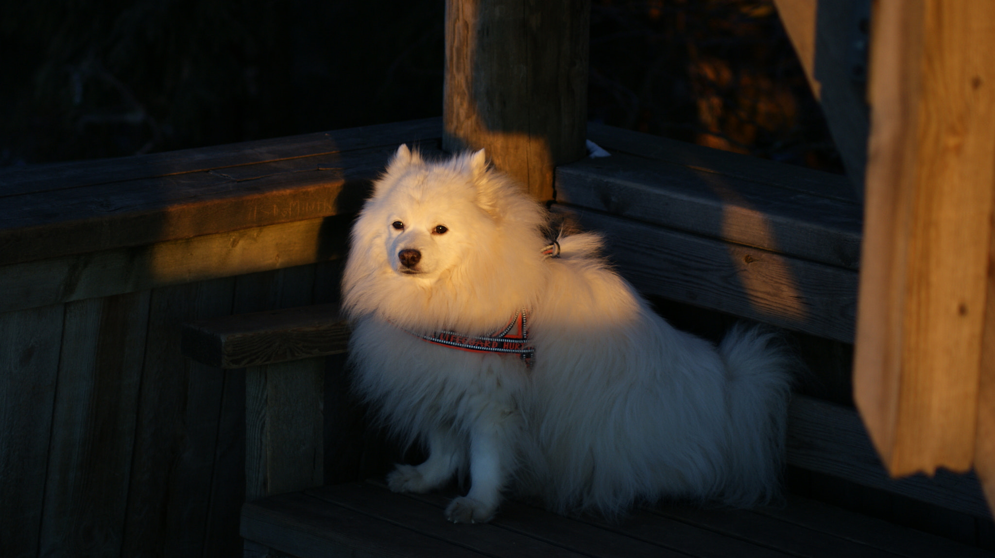 Sony Alpha DSLR-A350 sample photo. Just woken up photography