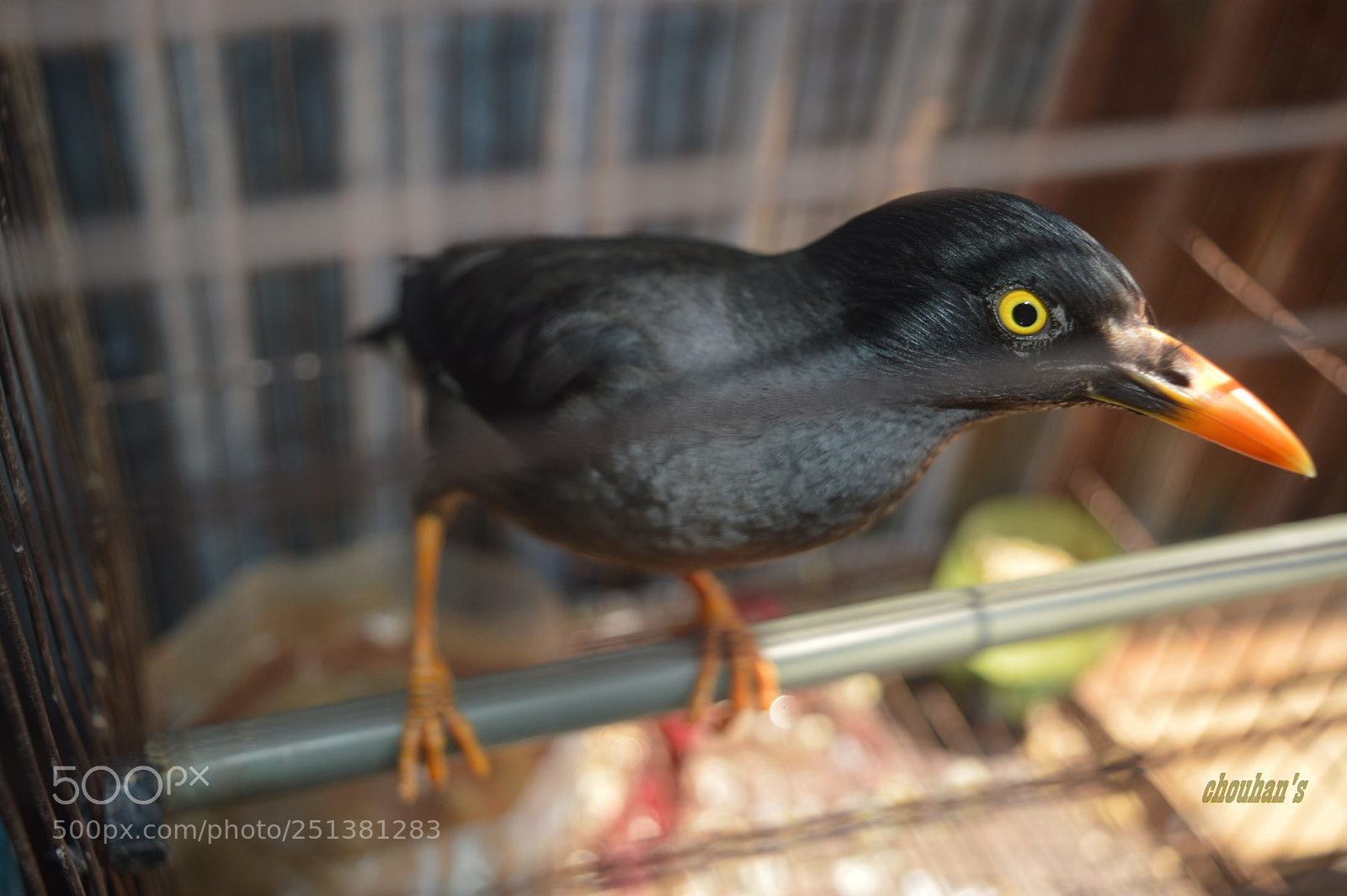 Nikon D3200 sample photo. Mayna bird photography