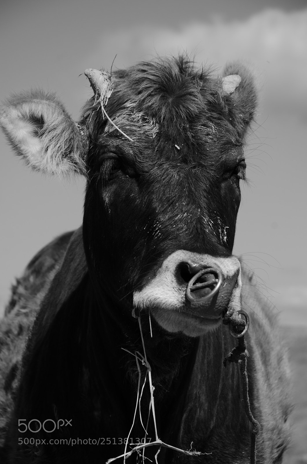 Nikon D7000 sample photo. Cow 3 photography