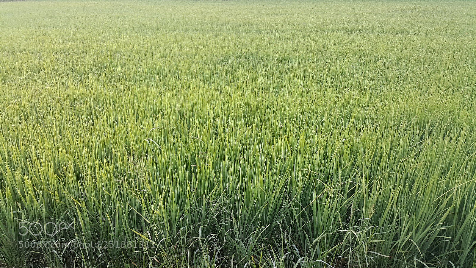 Samsung Galaxy Note4 sample photo. Untitled photography