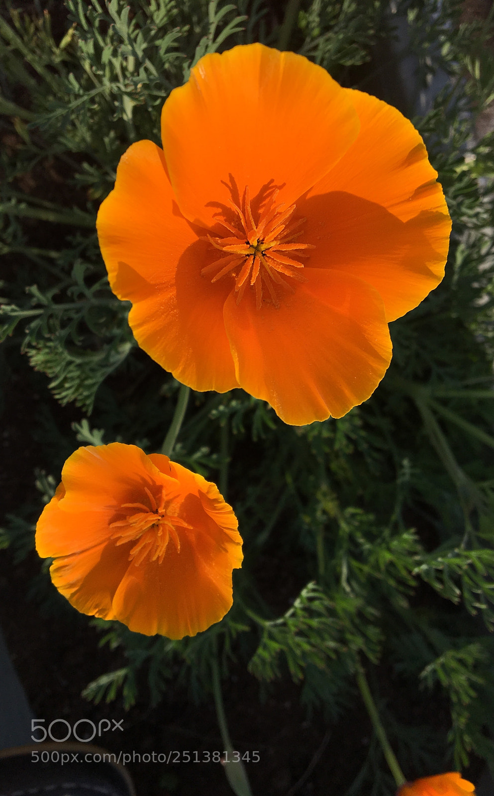 Apple iPhone 6s sample photo. Overwintering flower sidergrass photography