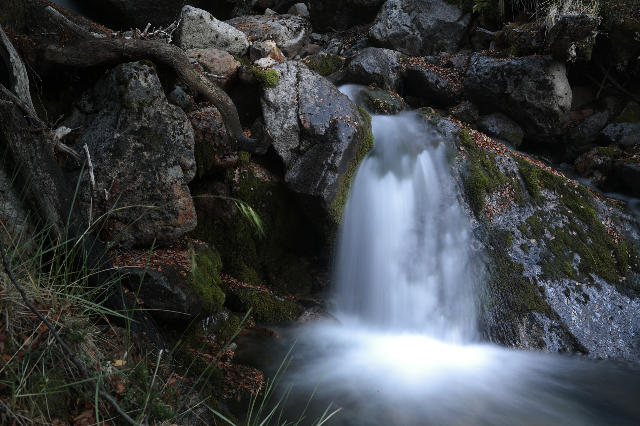 Canon EOS-1D X sample photo. P photography