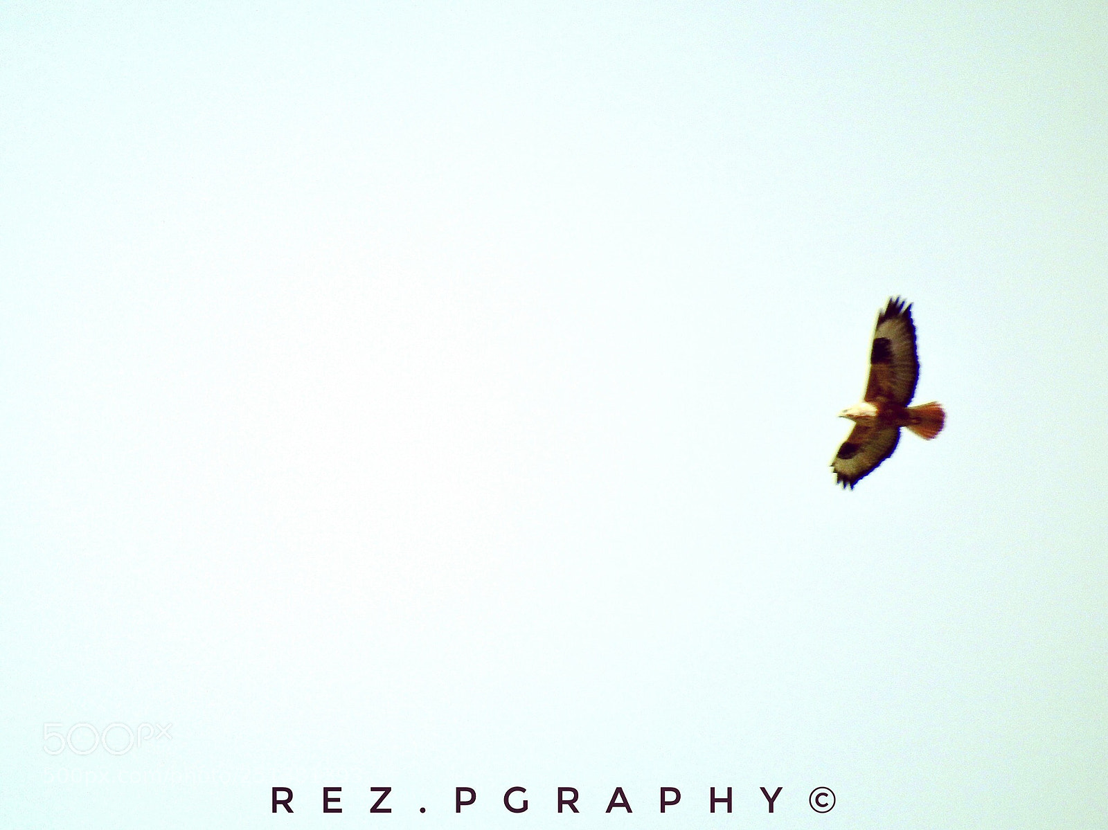 Nikon Coolpix P900 sample photo. Untitled photography