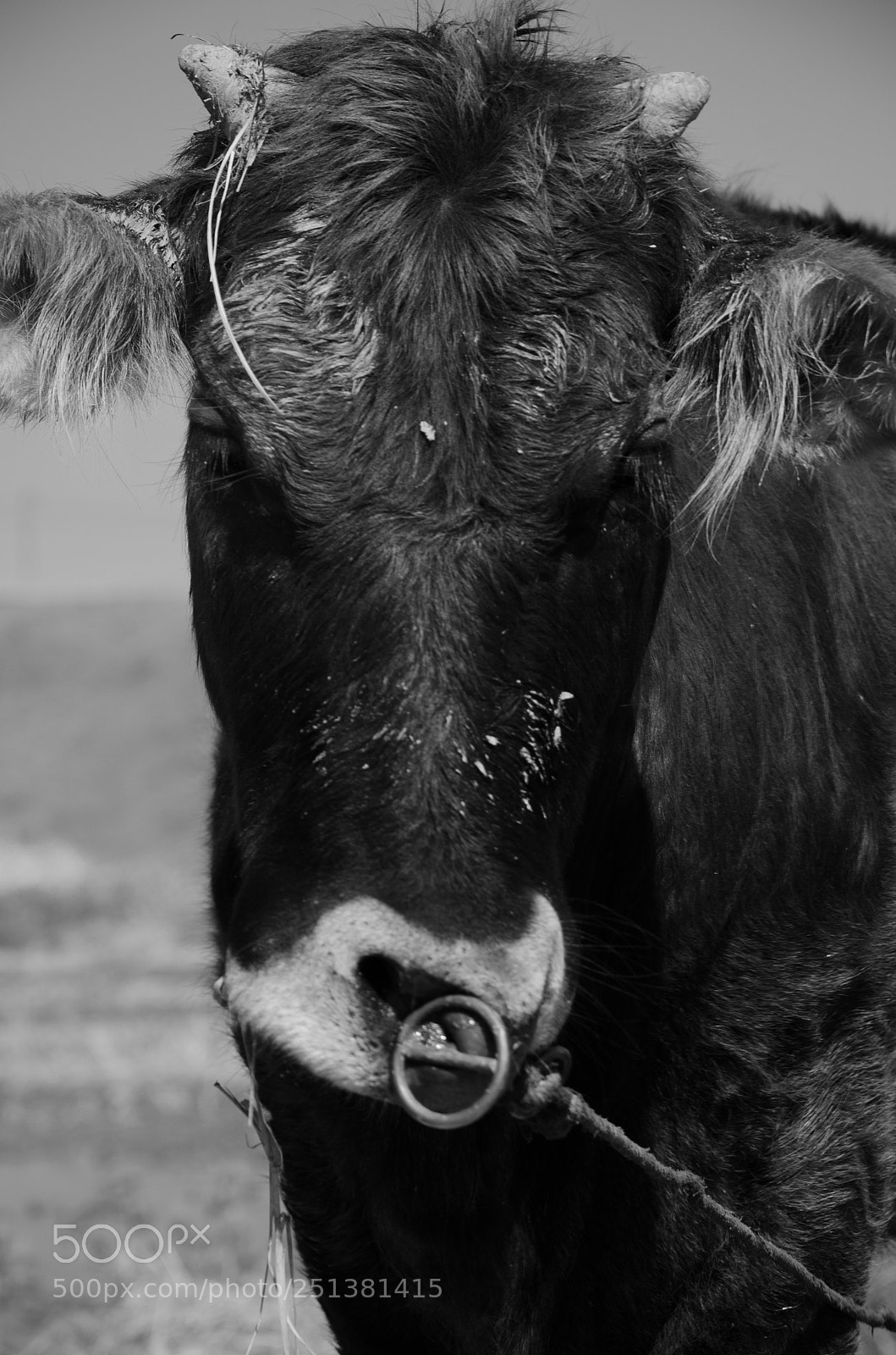 Nikon D7000 sample photo. Cow 4 photography