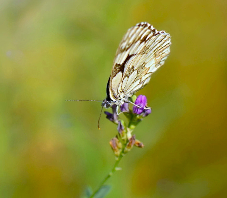 Nikon AF-S Micro-Nikkor 105mm F2.8G IF-ED VR sample photo. *** photography