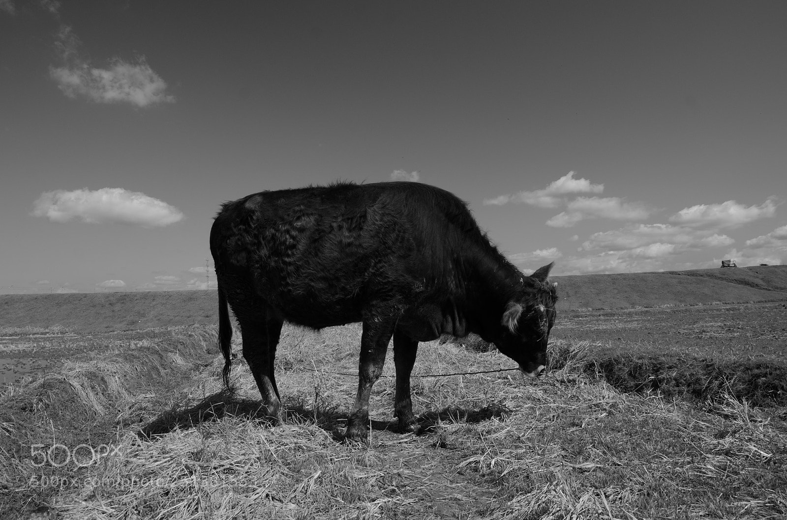 Nikon D7000 sample photo. Cow 6 photography