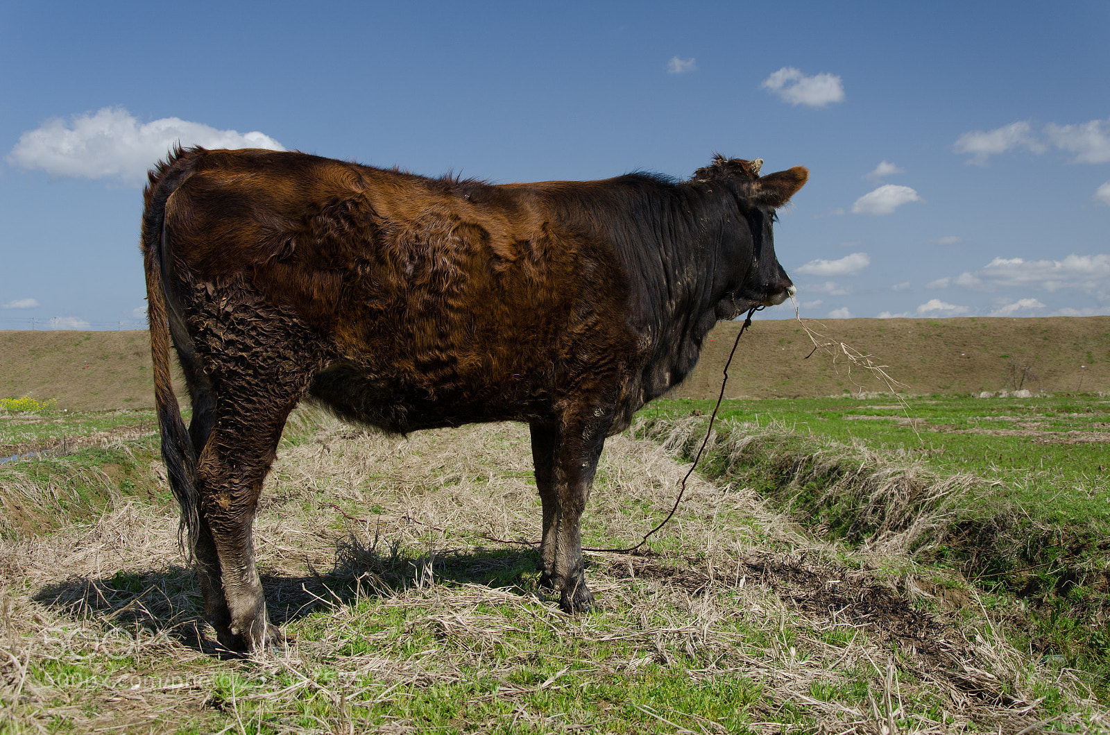 Nikon D7000 sample photo. Cow 6 photography
