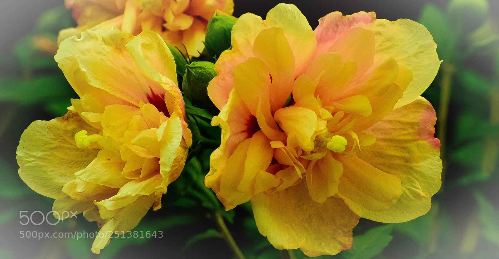 Nikon D810 sample photo. Roses of sharon photography