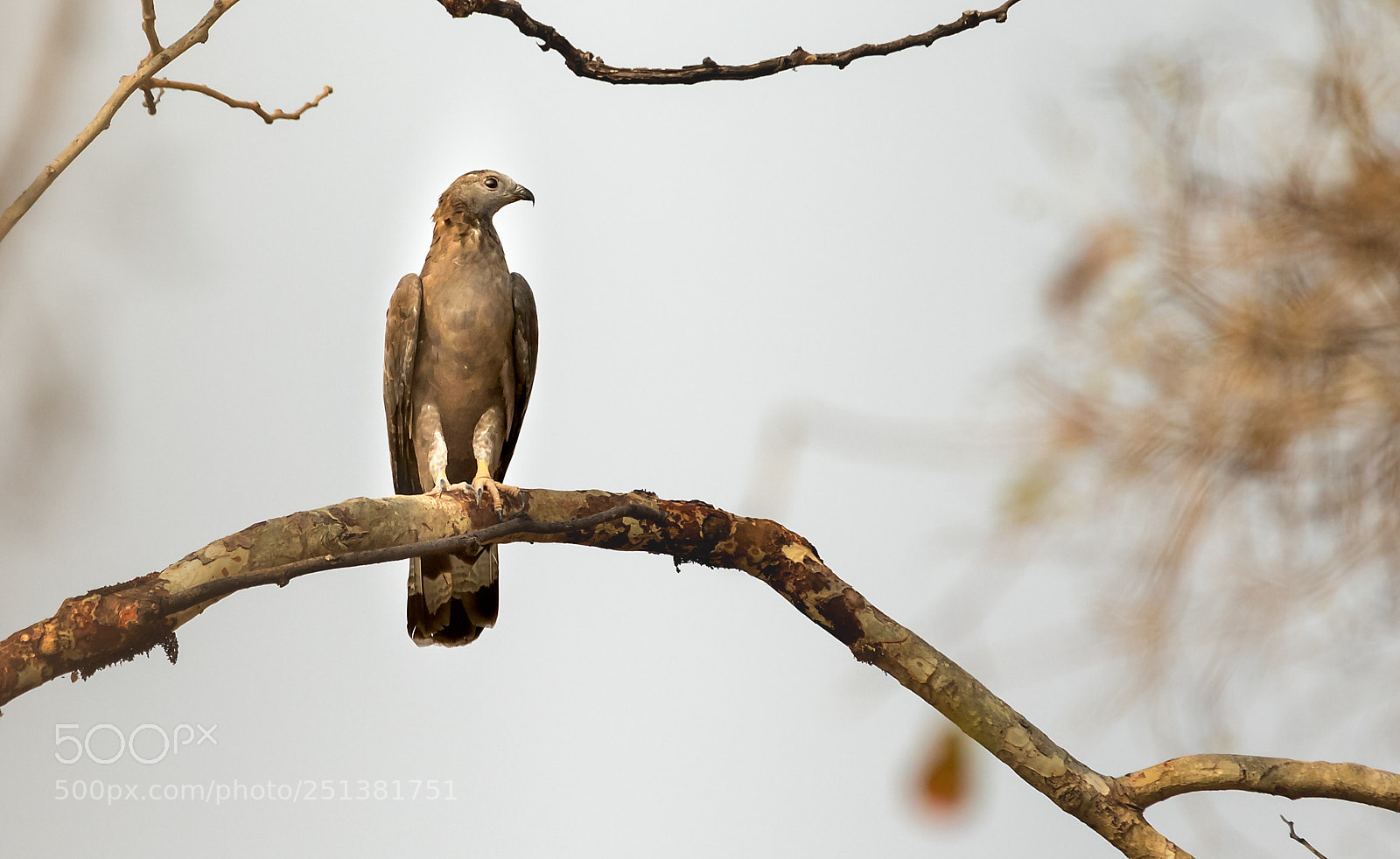 Canon EOS 5D Mark IV sample photo. Honey buzzard photography