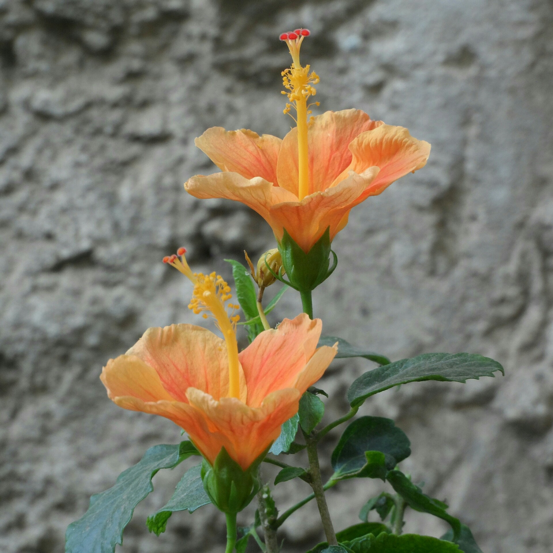 Samsung WB150 / WB150F / WB152 / WB152F / WB151 / WB151F / WB140 sample photo. Hibiscus flowers in my home garden photography