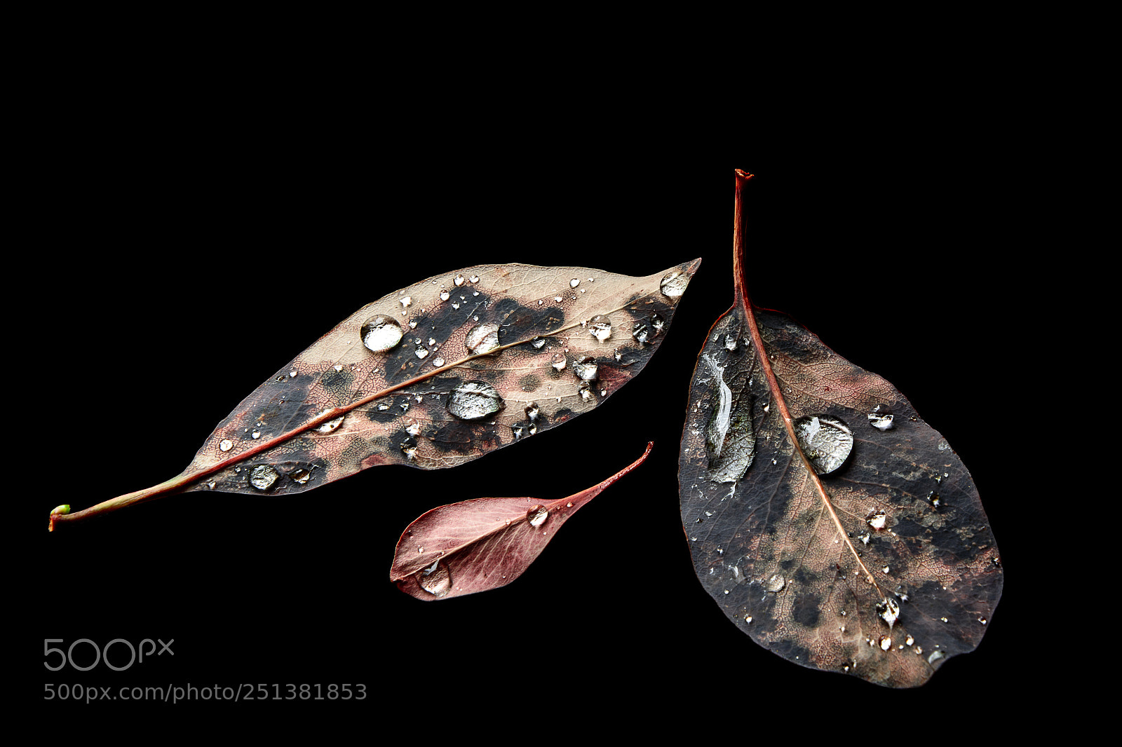 Nikon D7100 sample photo. Fallen ii. photography