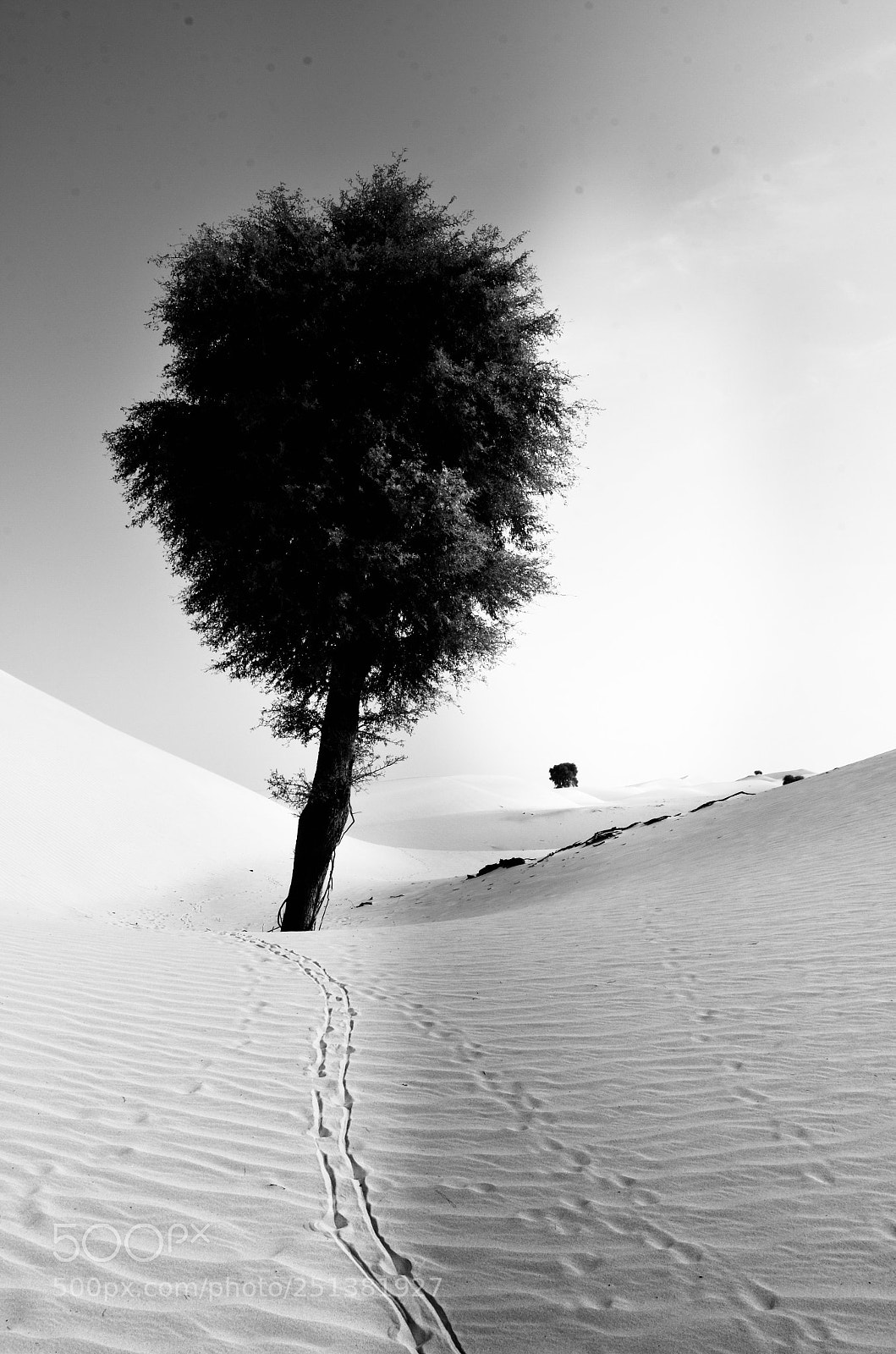 Nikon D7000 sample photo. Tree and sand photography
