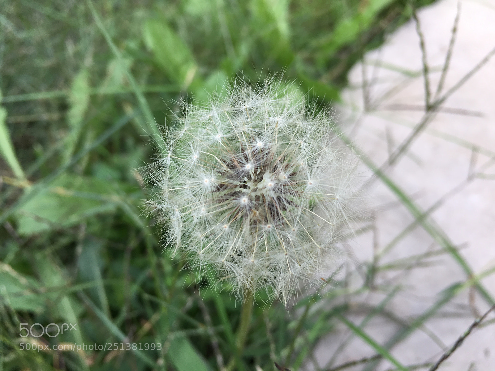 Apple iPhone 6s sample photo. Img photography