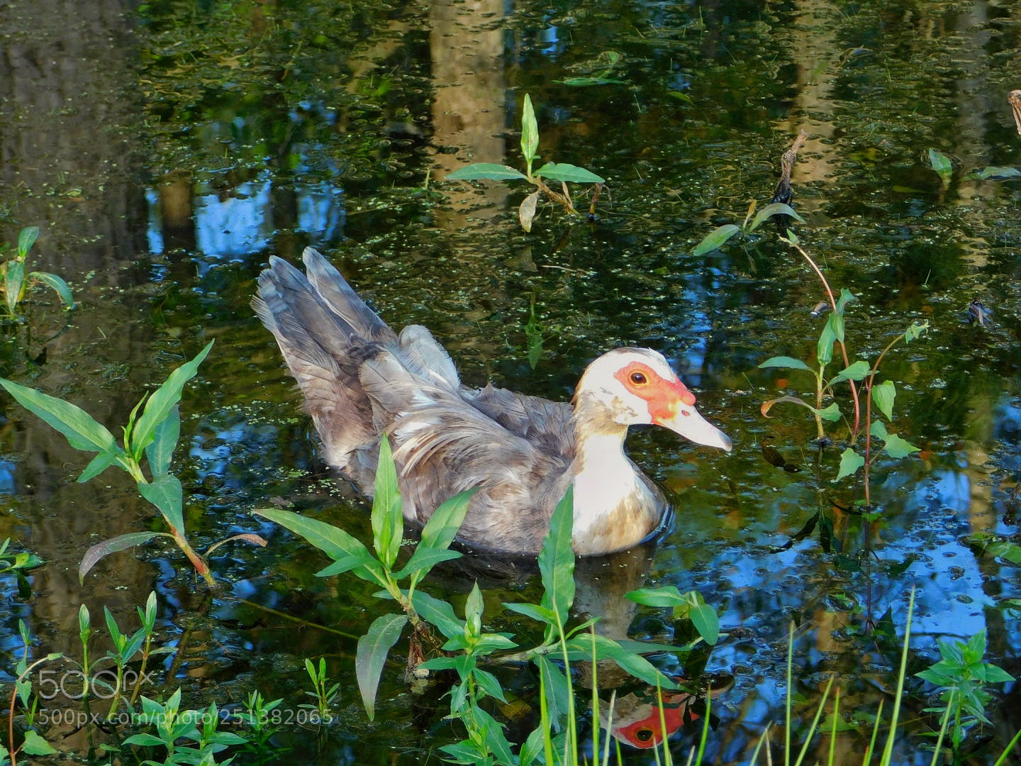 Nikon Coolpix B500 sample photo. Duck in the pond photography